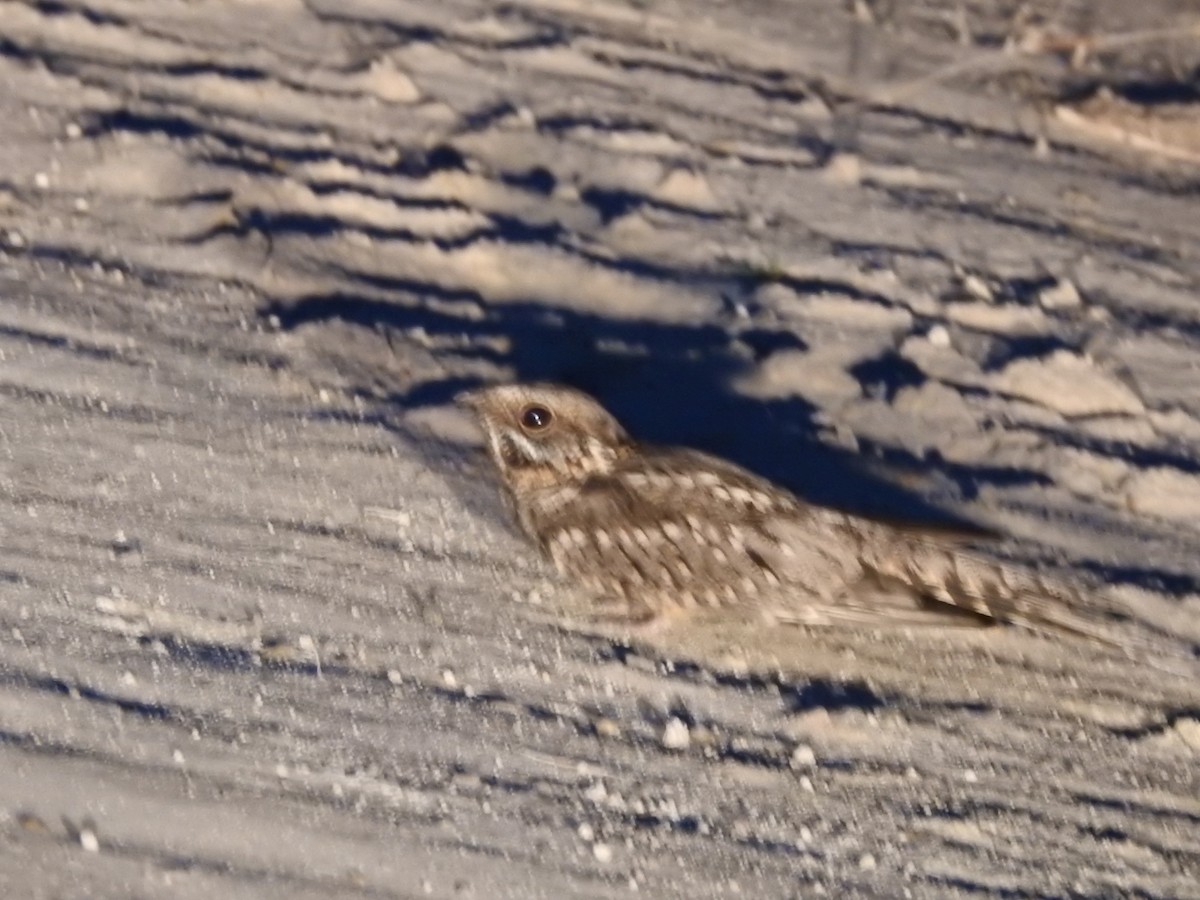 Scissor-tailed Nightjar - ML645933877