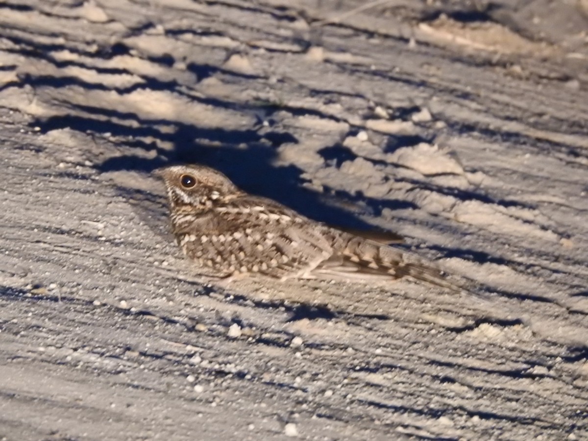 Scissor-tailed Nightjar - ML645933878