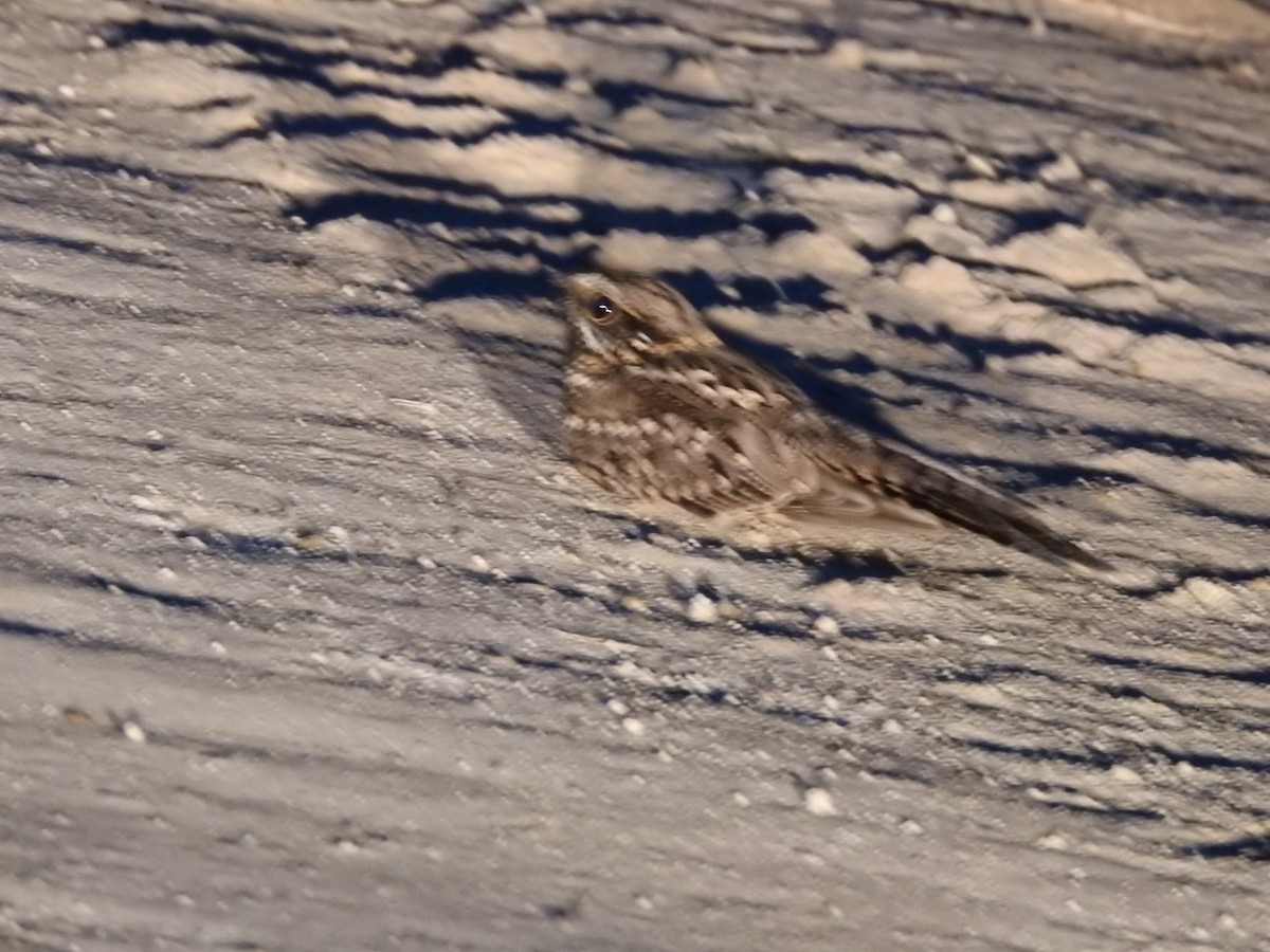 Scissor-tailed Nightjar - ML645933879