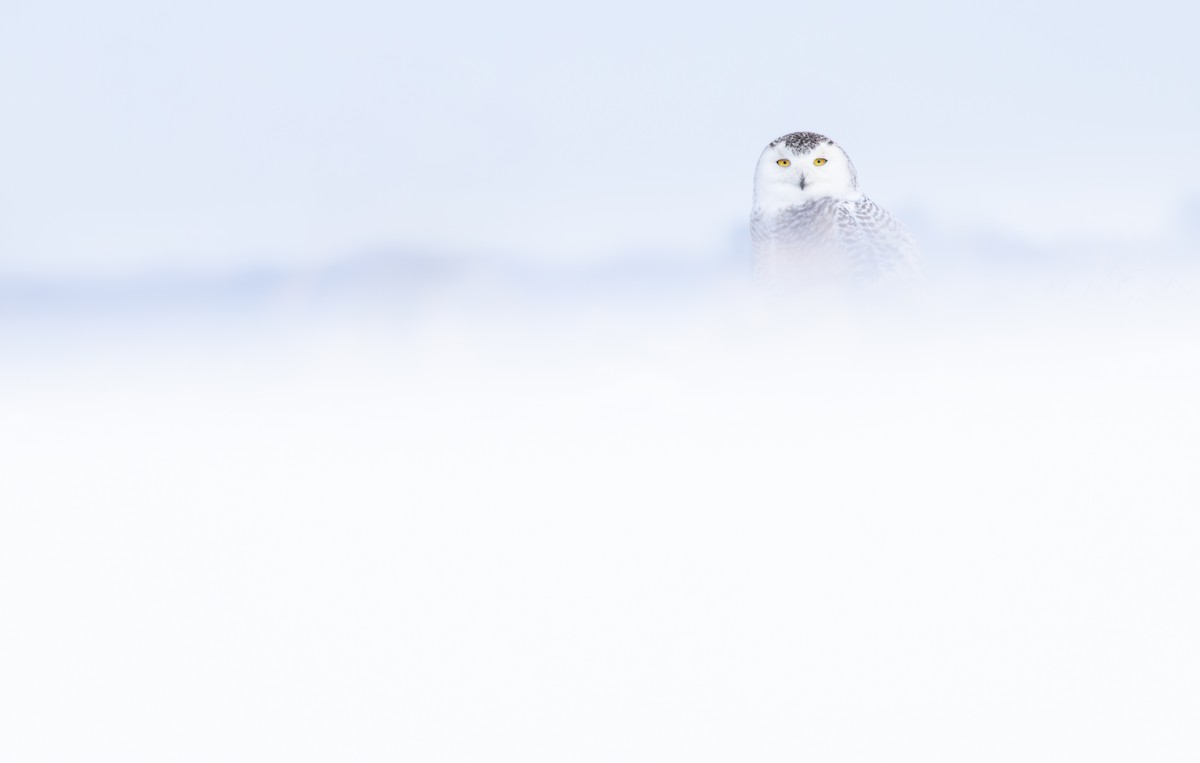 Snowy Owl - ML645933893