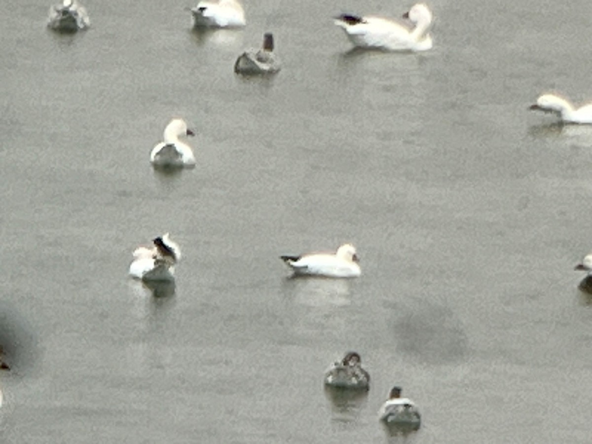 Ross's Goose - ML645933894