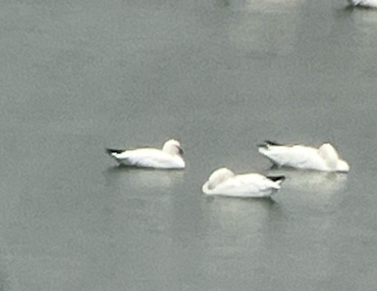 Ross's Goose - ML645933895