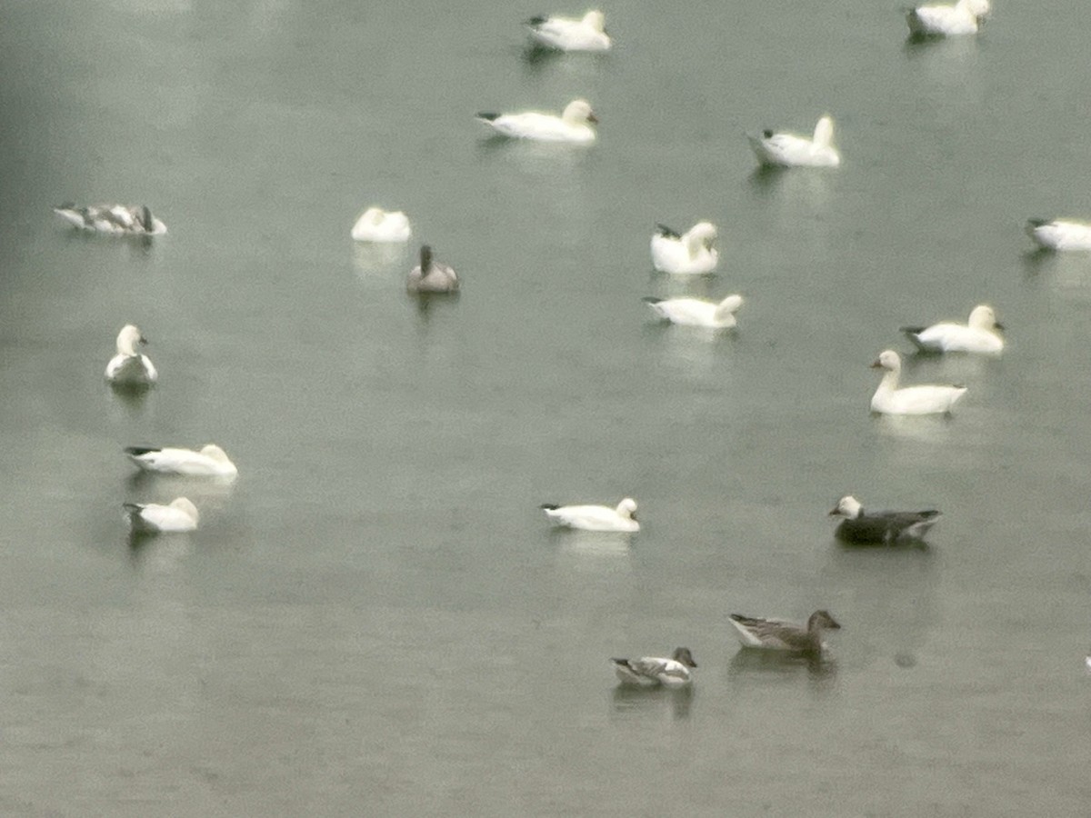 Ross's Goose - ML645933896