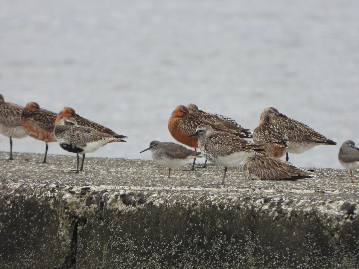 Gray-tailed Tattler - ML645933898