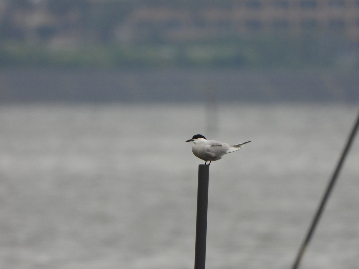 Common Tern - ML645933907