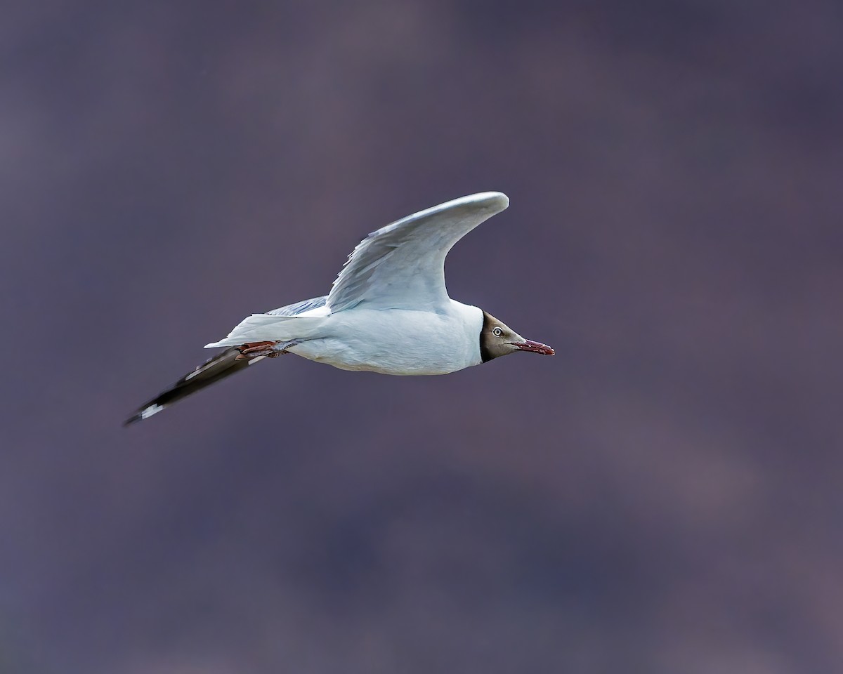 Hint Martısı - ML645933908