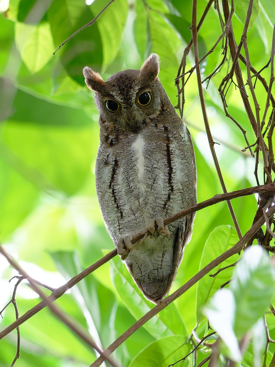 Oriental Scops-Owl - ML645933915
