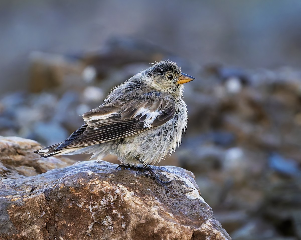 Black-winged Snowfinch - ML645933916