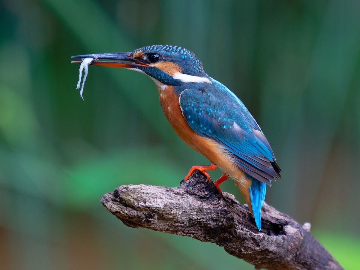 Common Kingfisher - ML645933919