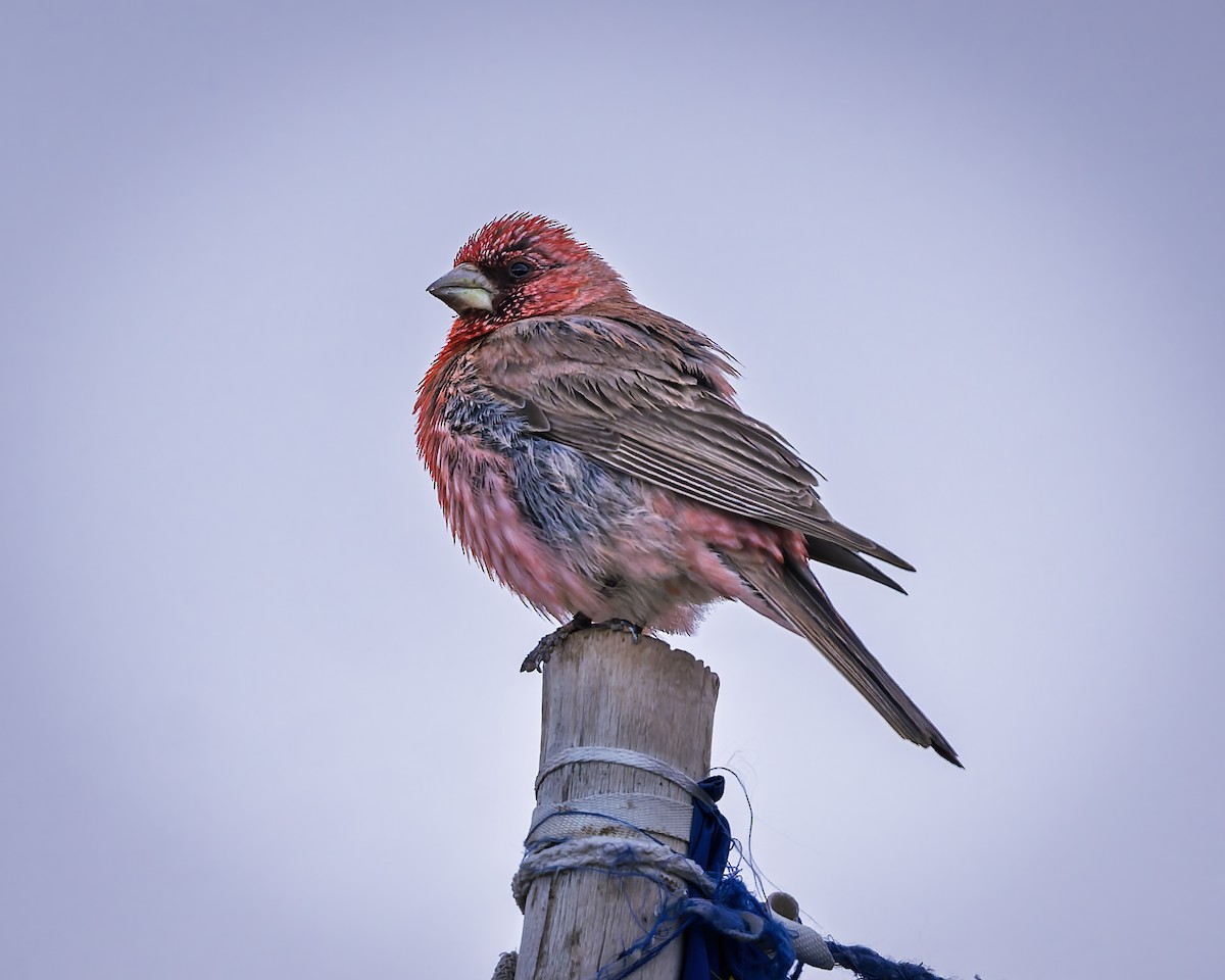 Great Rosefinch - ML645933921