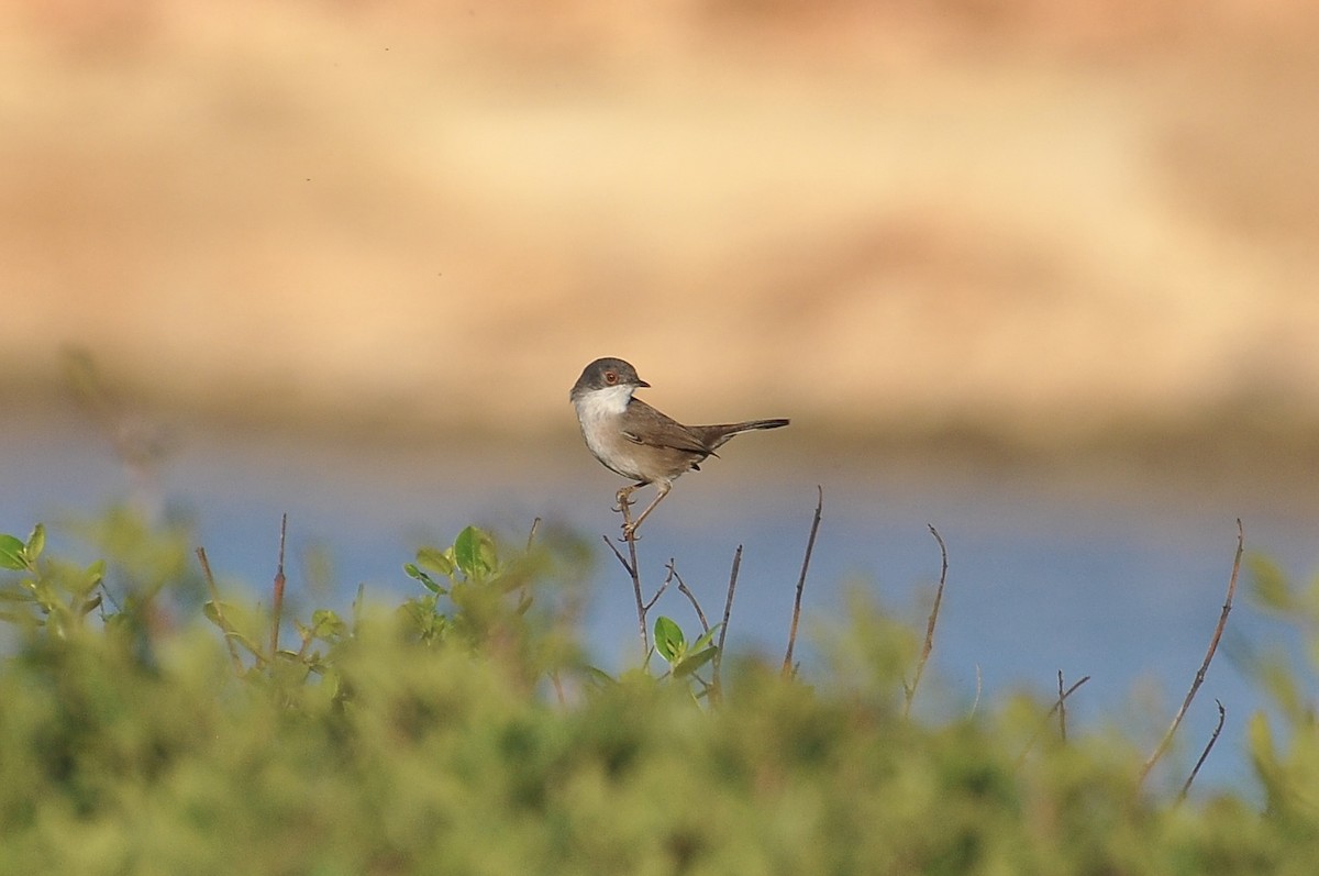 Sardinian Warbler - ML645933935