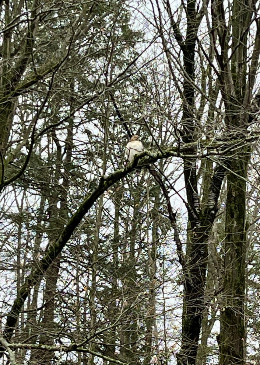 Канюк неоарктичний - ML645933949