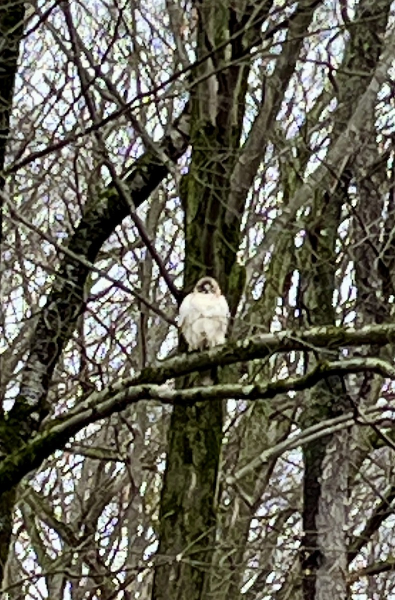 Канюк неоарктичний - ML645933953