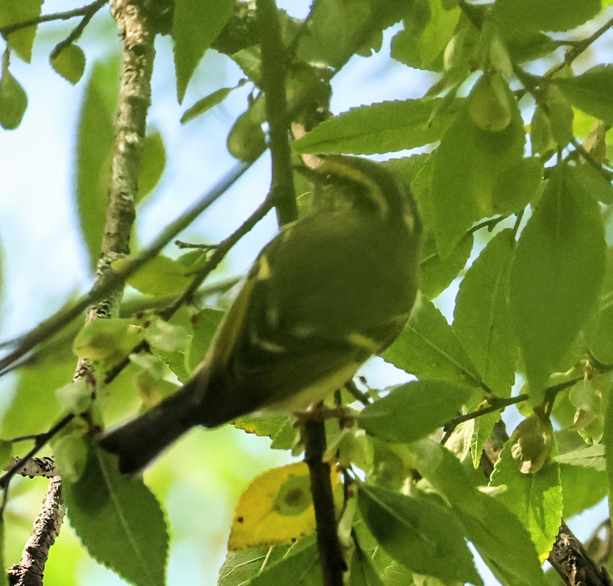 Pallas's Leaf Warbler - ML645933968
