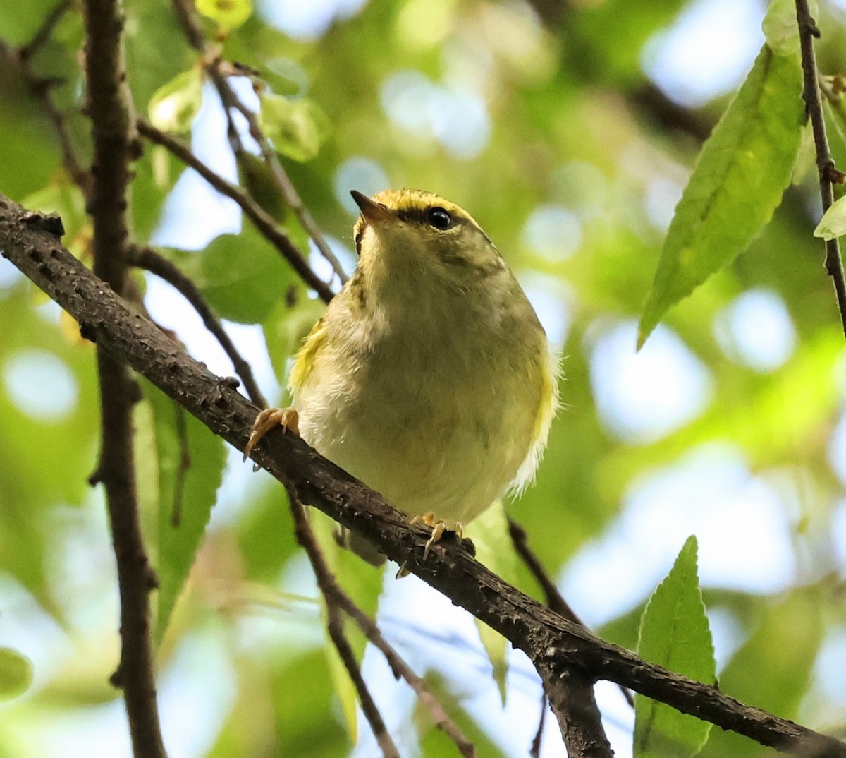 Pallas's Leaf Warbler - ML645933969