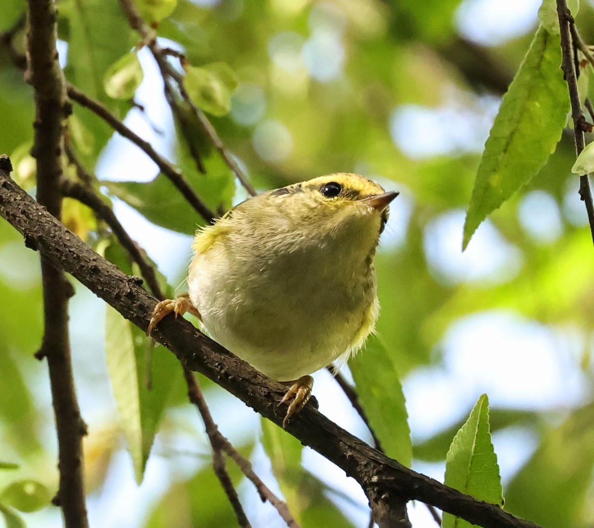 Pallas's Leaf Warbler - ML645933972