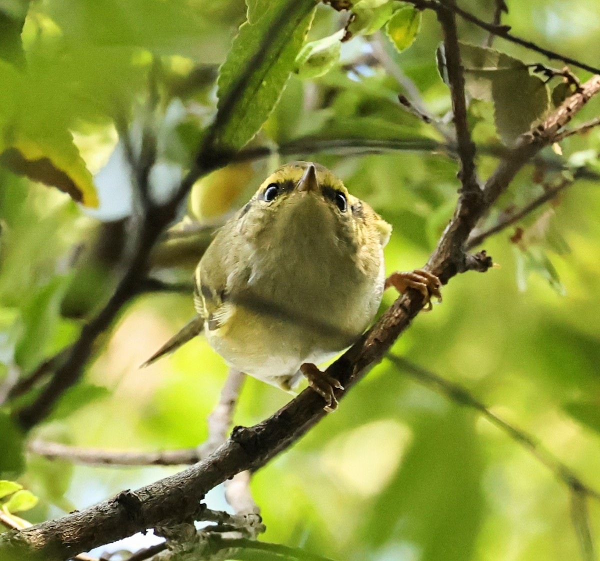 Pallas's Leaf Warbler - ML645933975