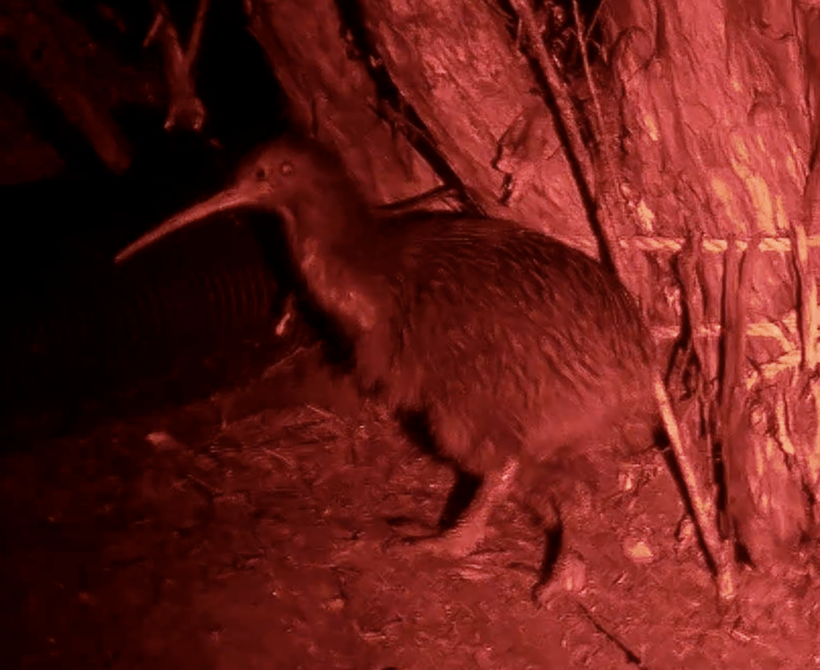 Ківі північний - ML645933996