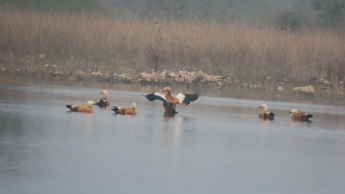 Tarro Canelo - ML645933998