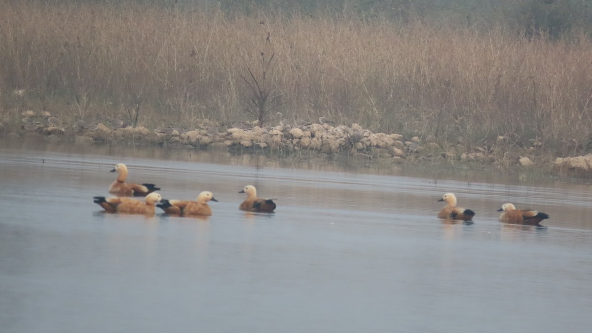 Tarro Canelo - ML645933999