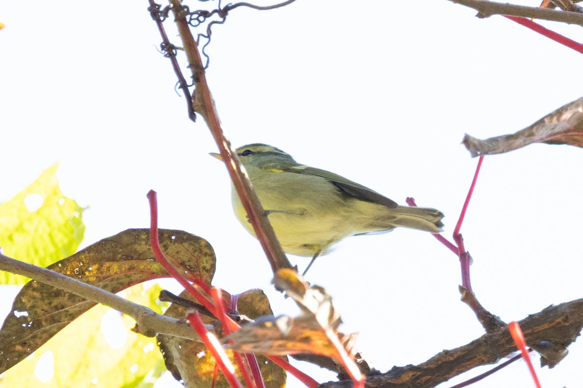 Mosquitero de Blyth - ML645934001