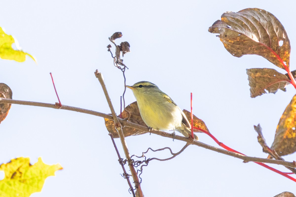 Mosquitero de Blyth - ML645934002