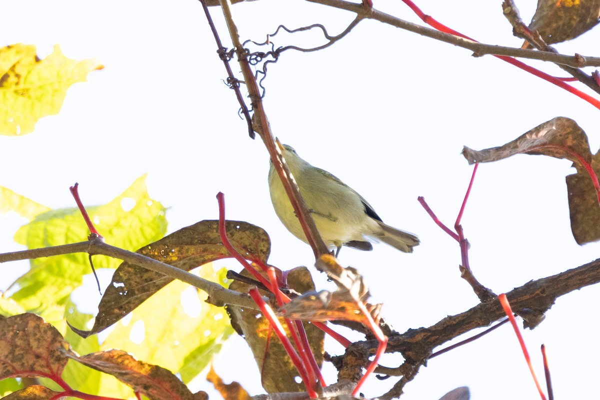 Mosquitero de Blyth - ML645934003