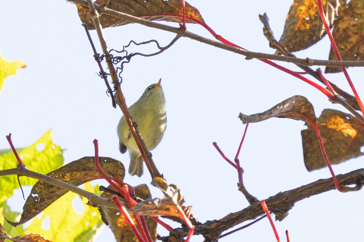 Mosquitero de Blyth - ML645934004