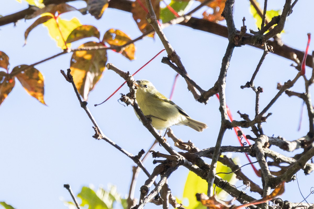 Mosquitero de Blyth - ML645934005