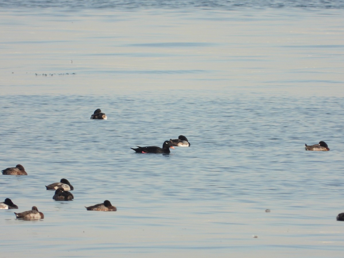 Negrón Siberiano - ML645934006