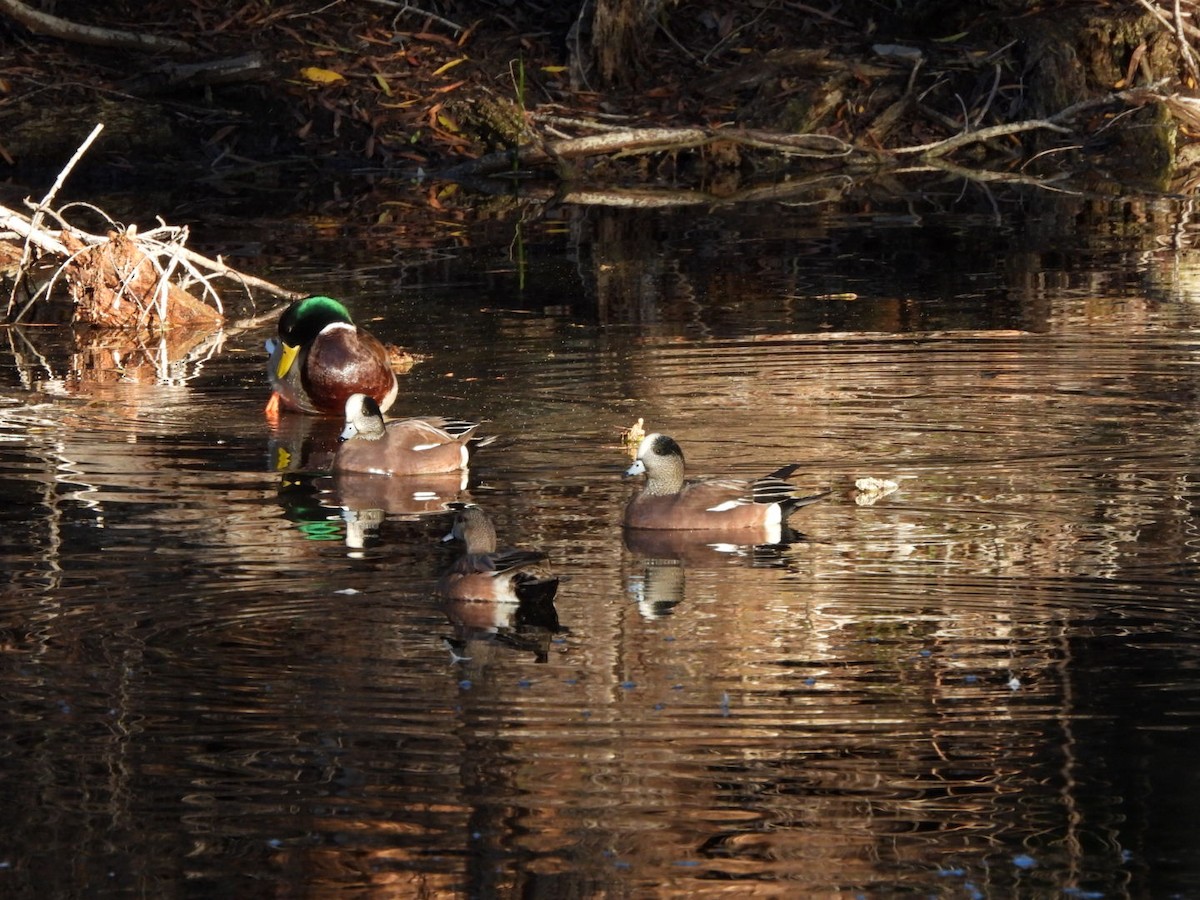 Silbón Americano - ML645934009