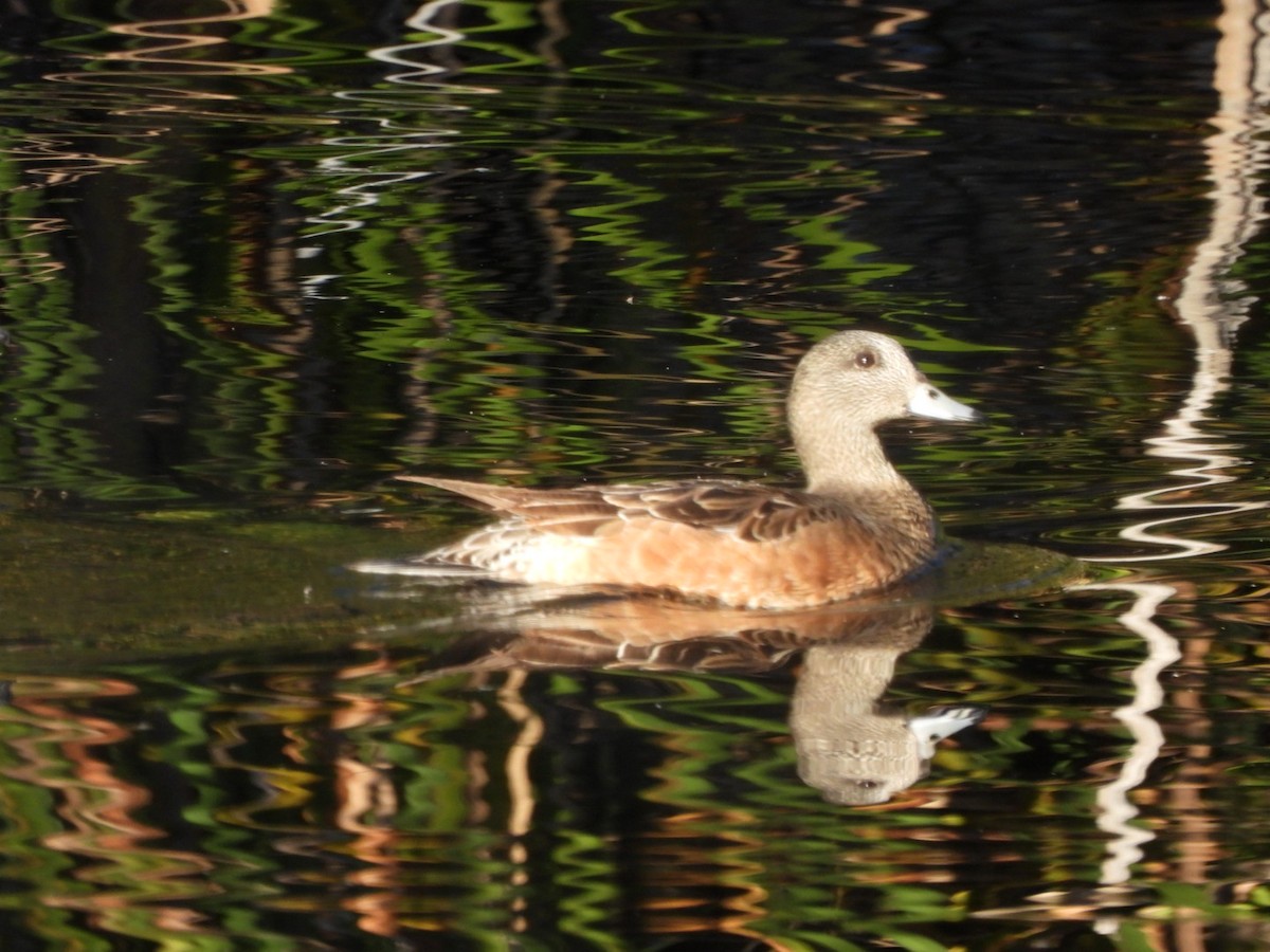 Silbón Americano - ML645934010
