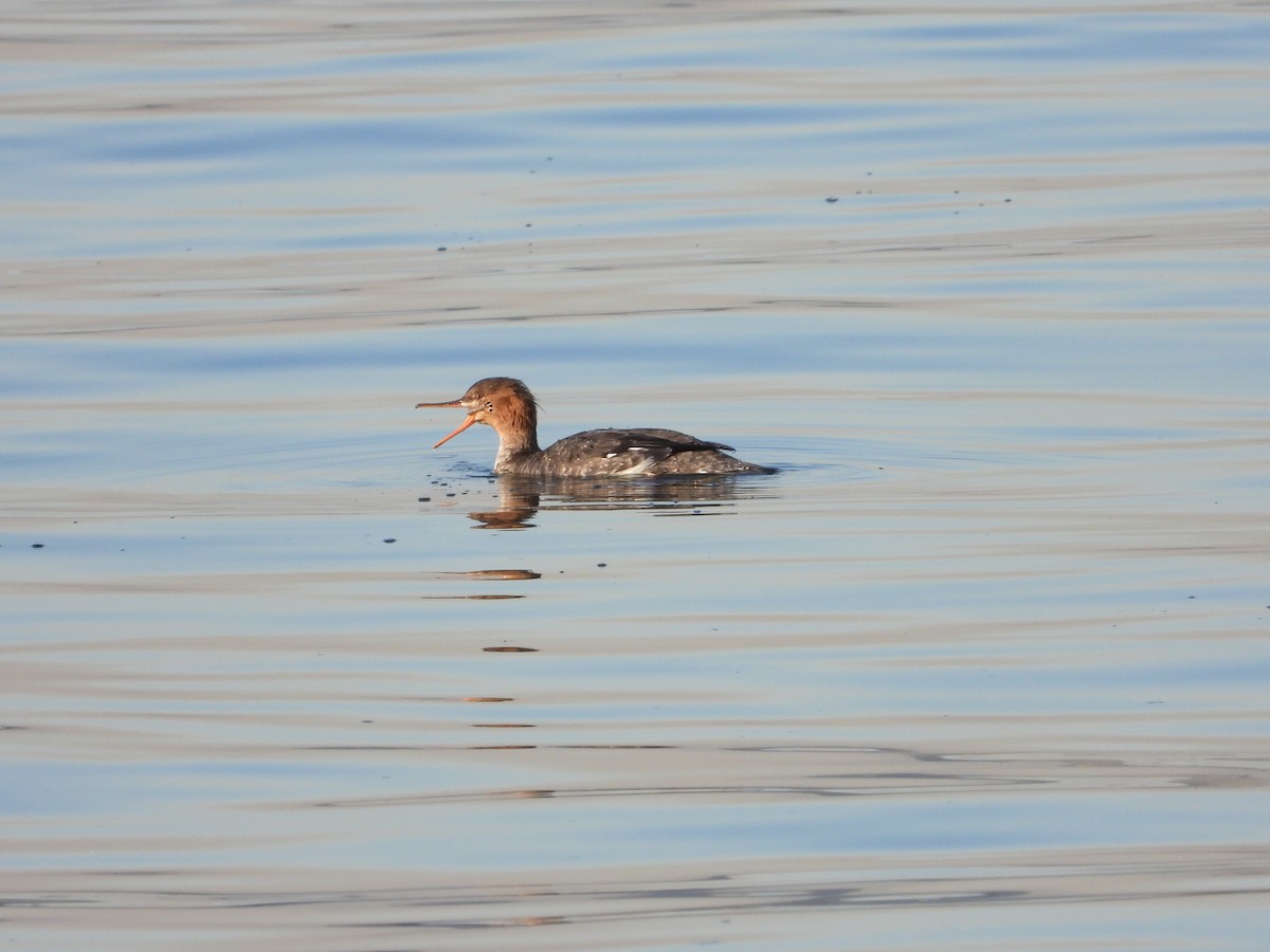 Serreta Mediana - ML645934011