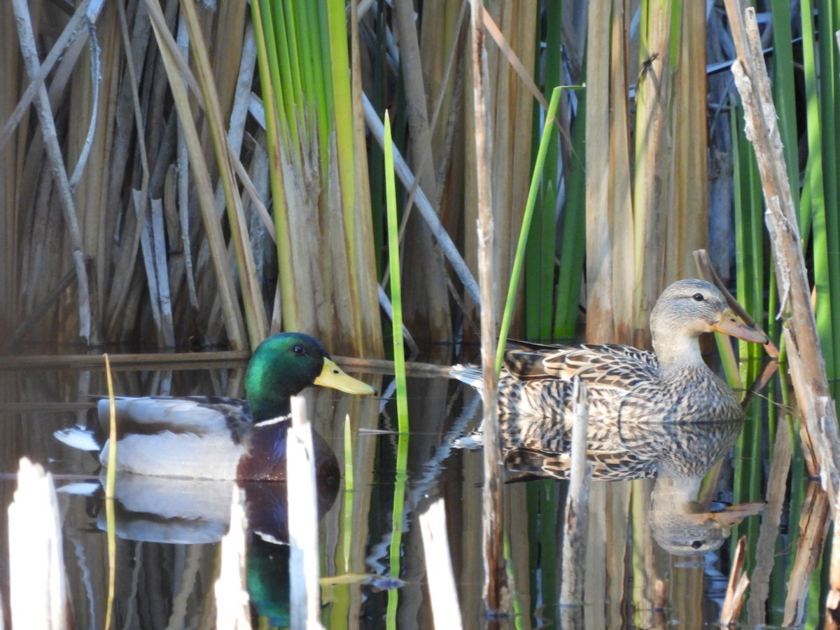 Ánade Azulón - ML645934012