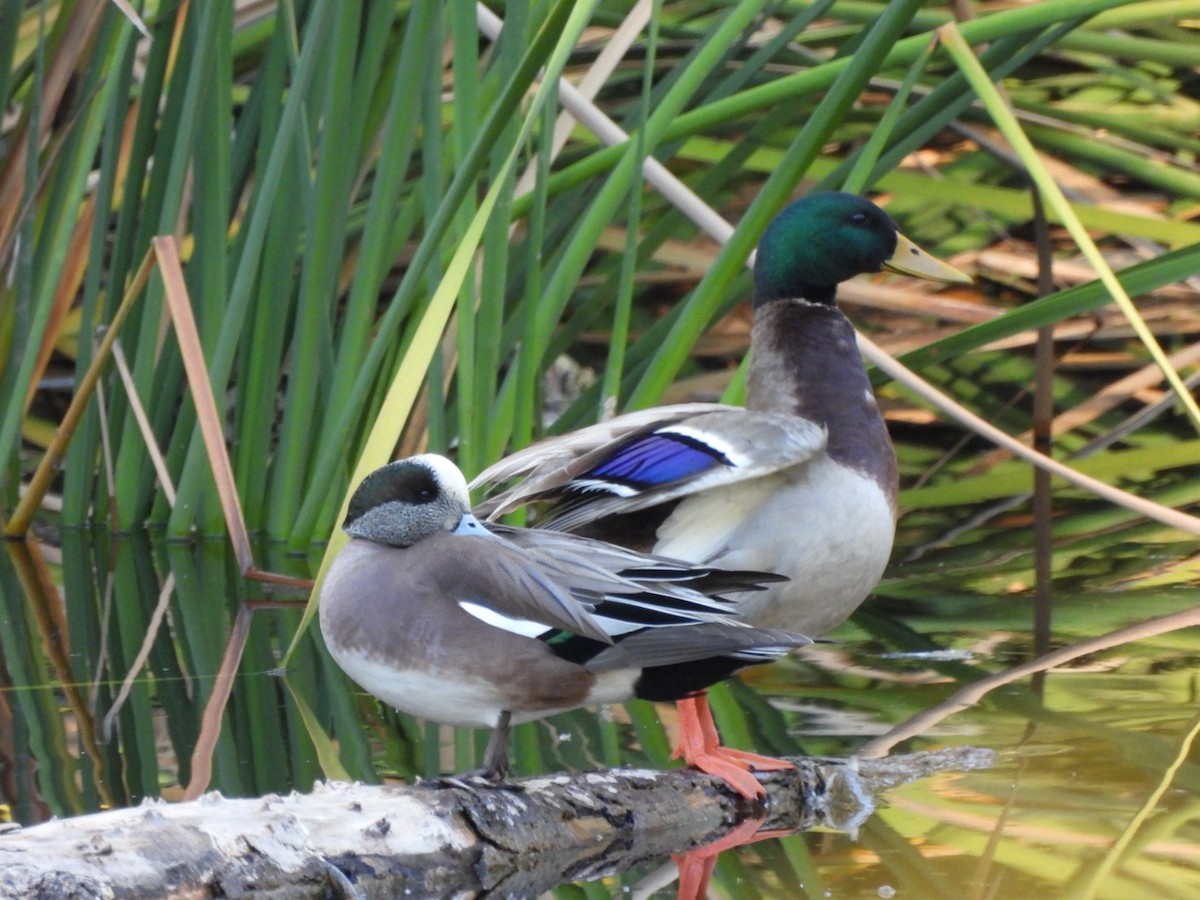 Ánade Azulón - ML645934013