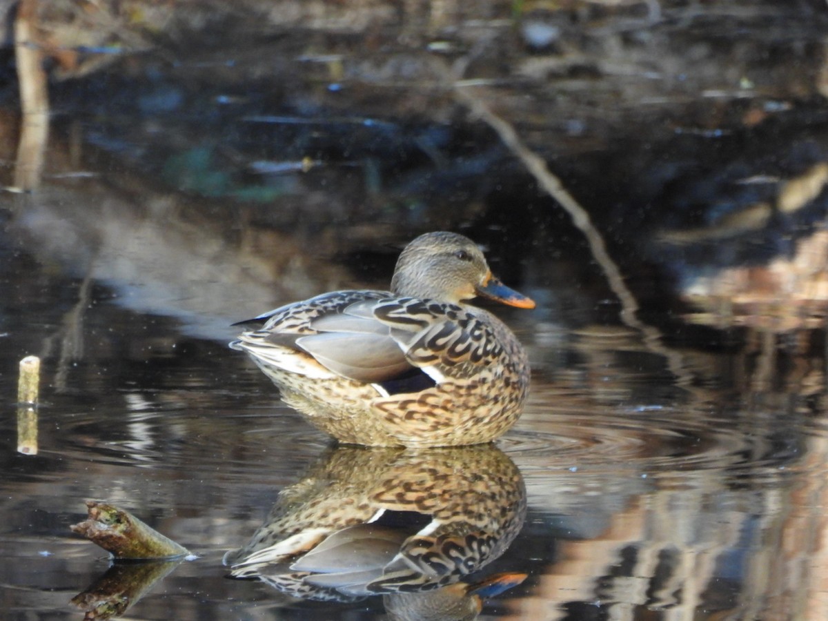 Ánade Azulón - ML645934014