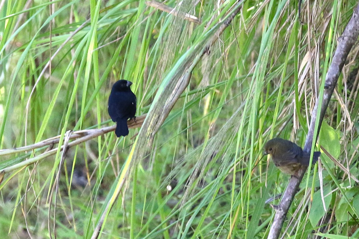 Semillero Corvino - ML645934015