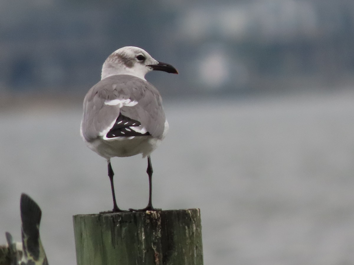 Gaviota Guanaguanare - ML645934016