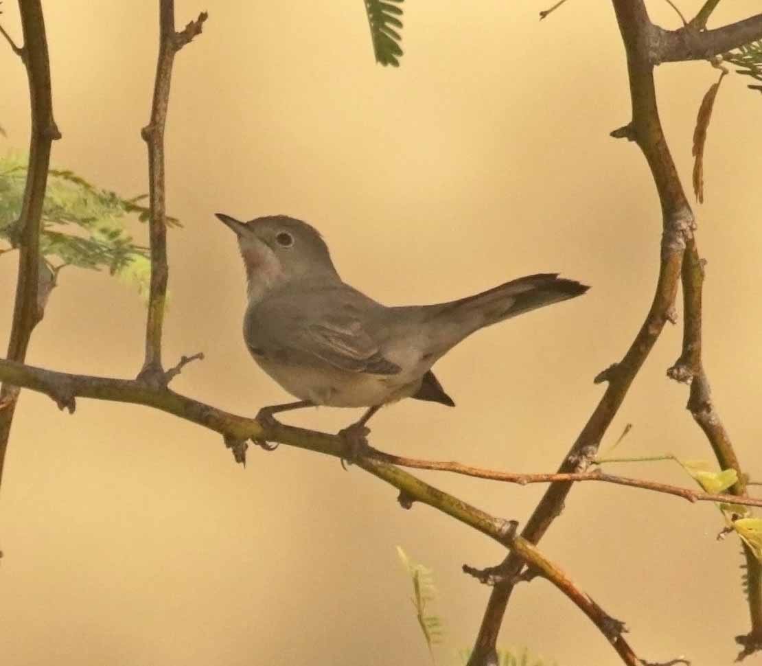 Curruca de Ménétries - ML645934017