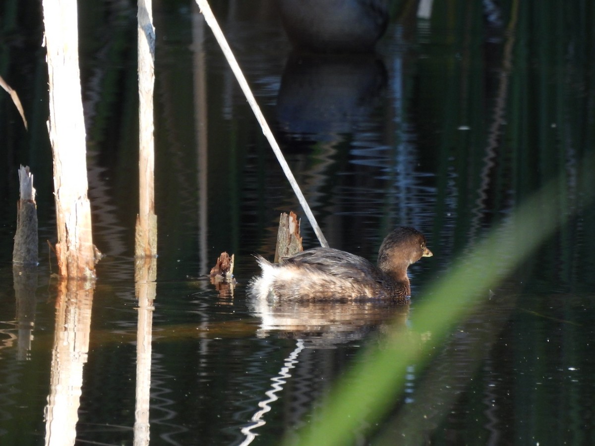 Zampullín Picogrueso - ML645934018