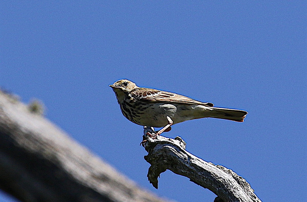 Bisbita Arbóreo - ML645934019