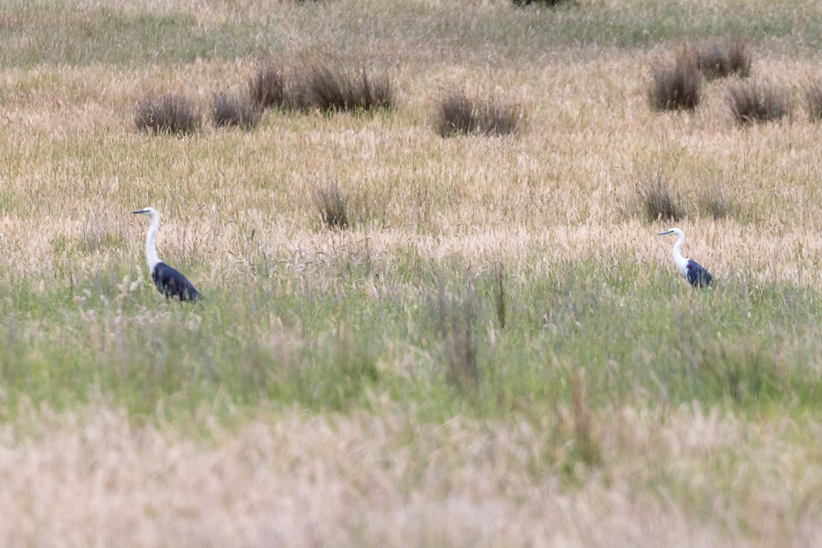 Garza Cuelliblanca - ML645934020