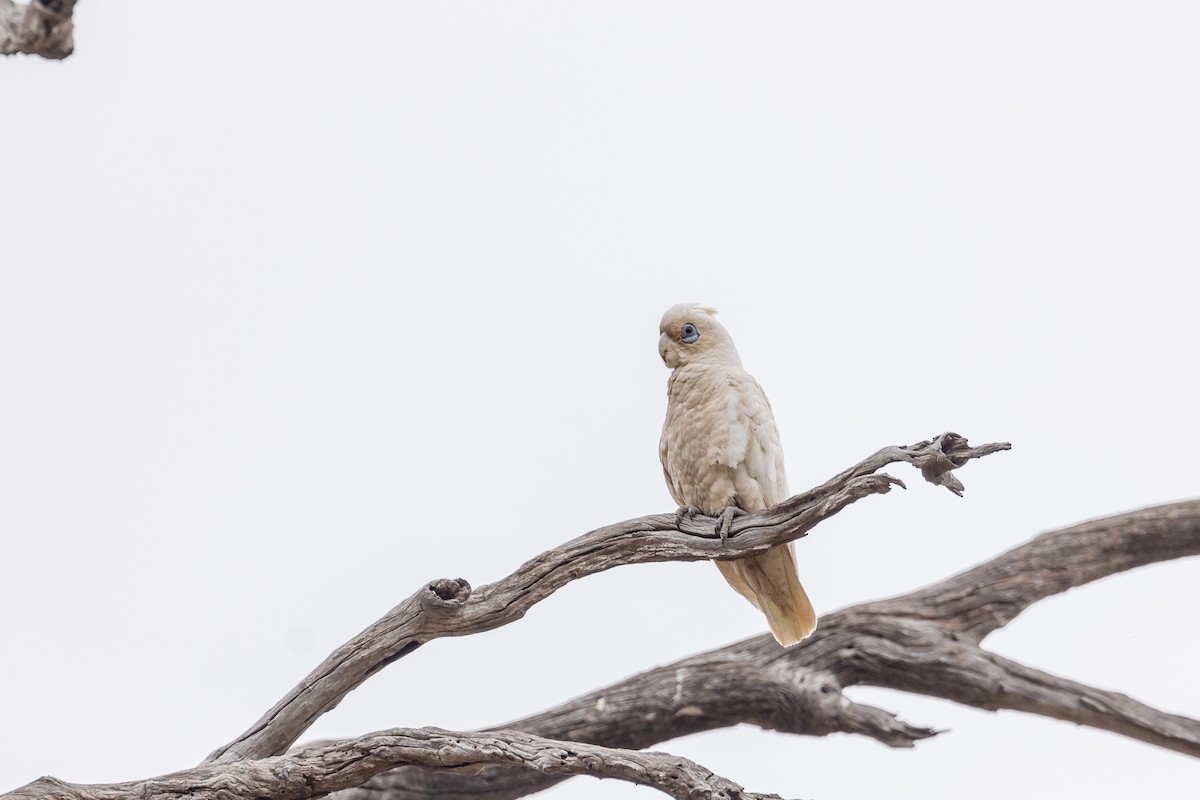 Cacatúa Sanguínea - ML645934021