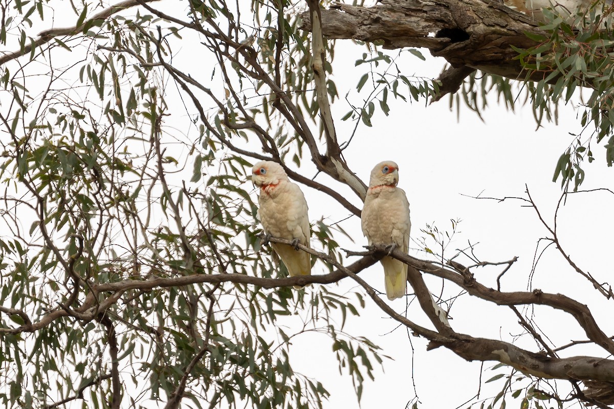 Cacatúa Picofina - ML645934022