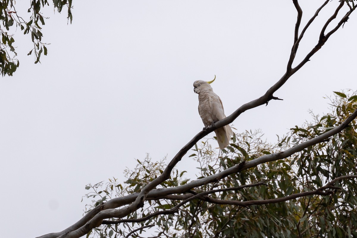 Cacatúa Galerita - ML645934023