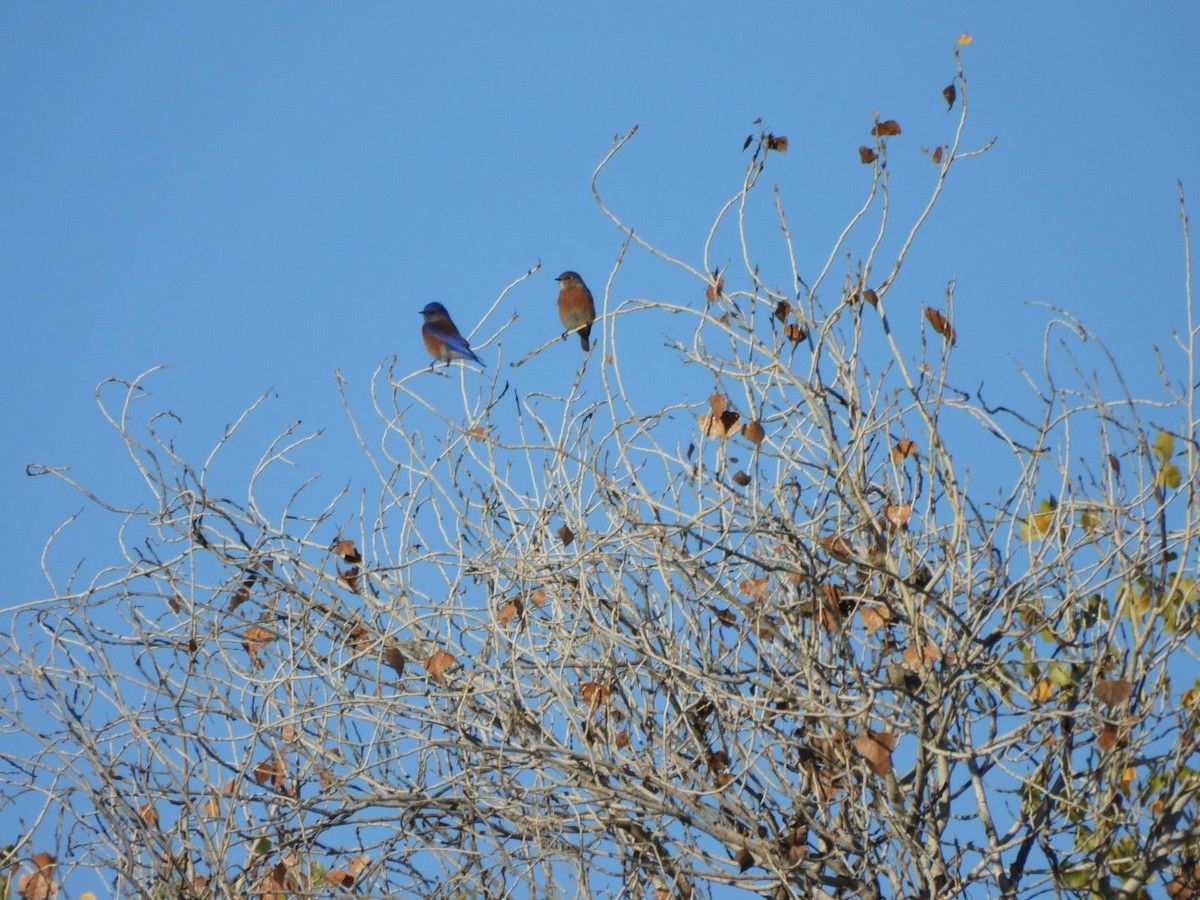 Azulejo Occidental - ML645934025