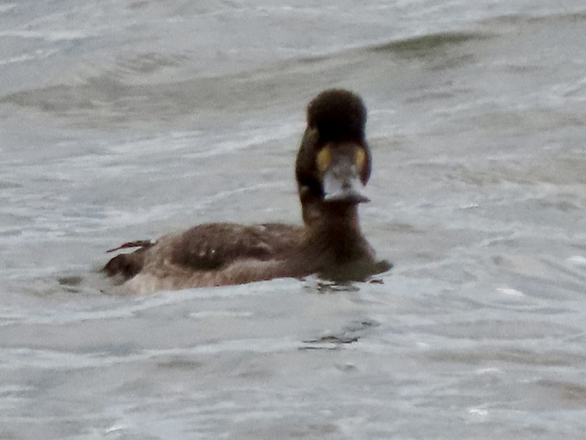 Porrón Bastardo - ML645934026