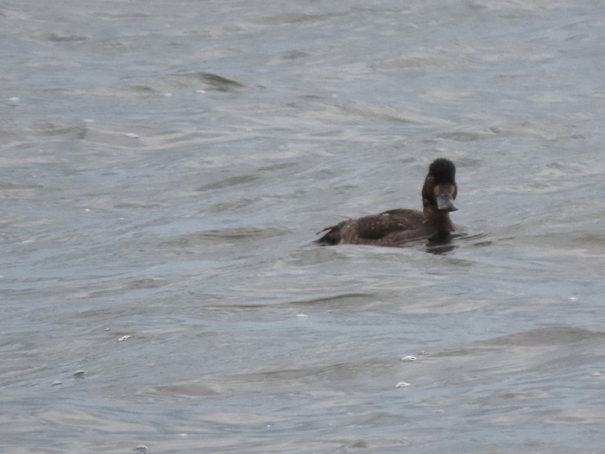 Porrón Bastardo - ML645934027