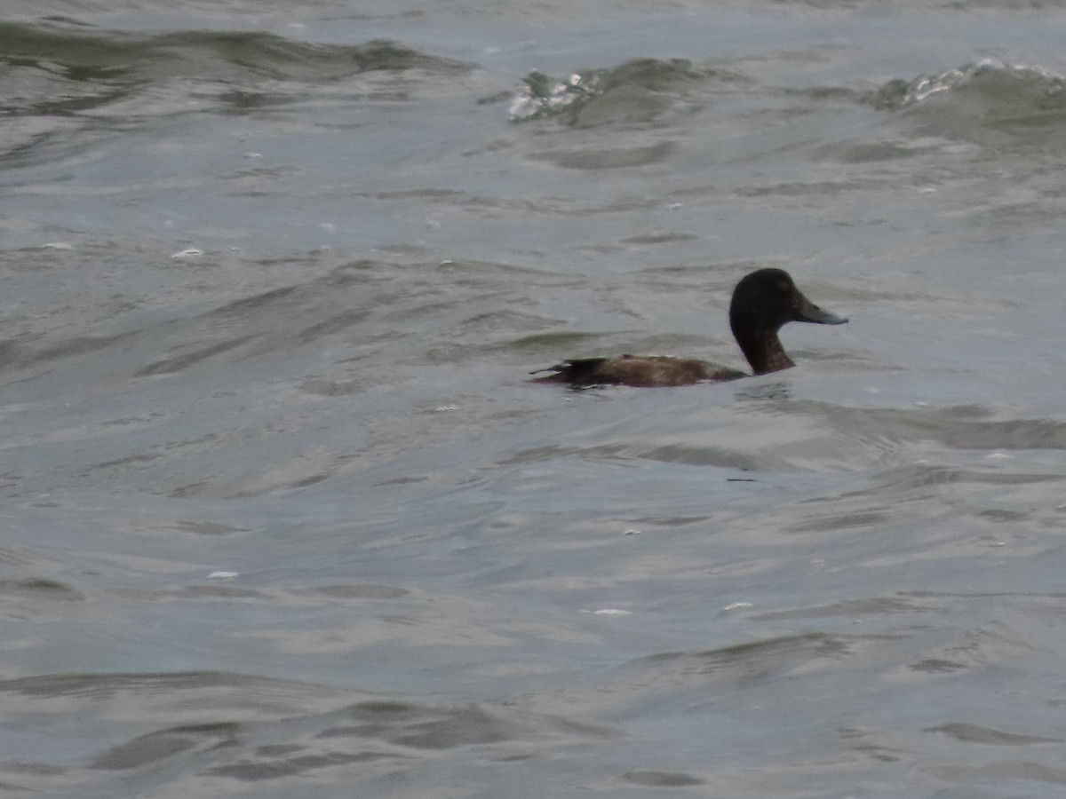 Porrón Bastardo - ML645934028