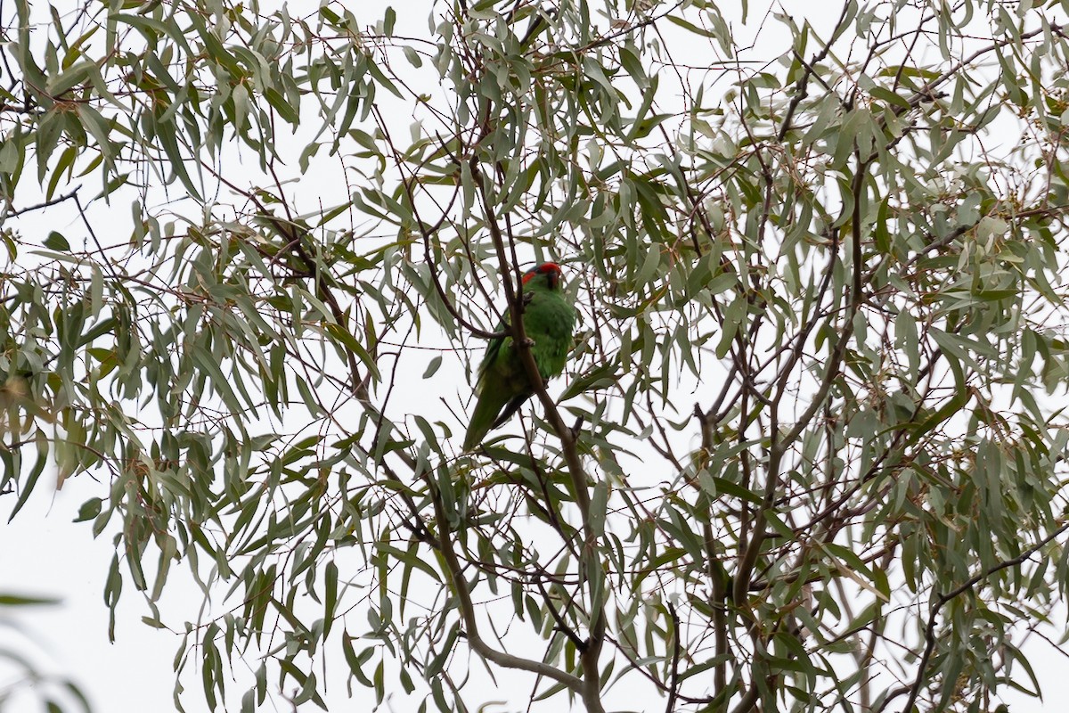 Lori Almizclero - ML645934029